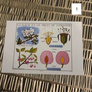 French Language Single Postcard Art - Vintage Botany - Cherry Fruit & Flower 1